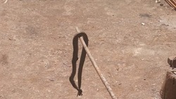 Змеи огромного размера приползли в жилой дом в Углегорском районе