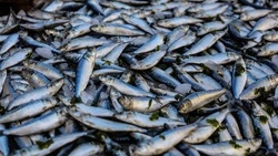 «Это проблемы японцев»: Трутнев прокомментировал уход иностранного бизнеса с Курил