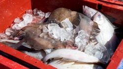 Свежую рыбу по цене от 50 рублей за кило привезли в 11 торговых точек Южно-Сахалинска