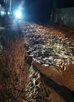 Дорога из селедки появилась в Корсаковском районе