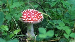 Мухоморы «спасают от всех бед»:  почему опасна такая «профилактика» и причем здесь лоси