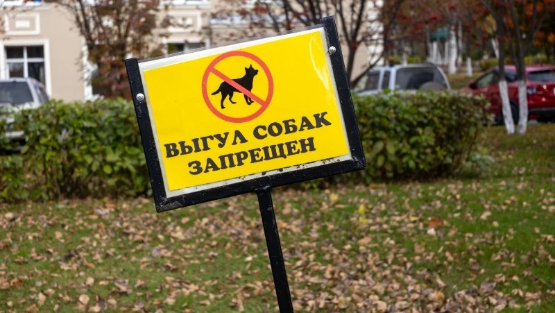 Новые площадки для выгула собак обустроят в районах Южно-Сахалинска