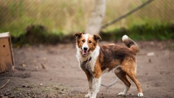 Беспризорных собак на юге Сахалина будут держать в одном месте