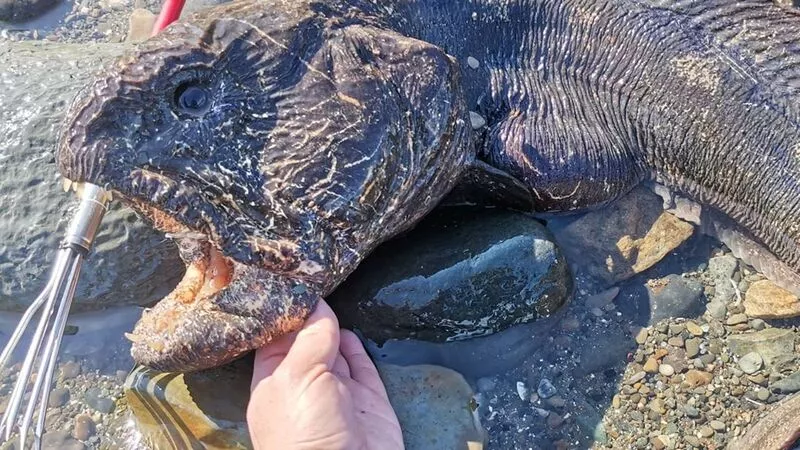 На Сахалине подводный охотник заколол слингом гигантскую рыбу-собаку
