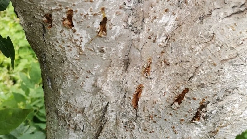 Убить медведя-вегетарианца просят владельцы дач в Южно-Курильском районе