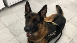 На Сахалине ищут хозяина «полицейской» собаки