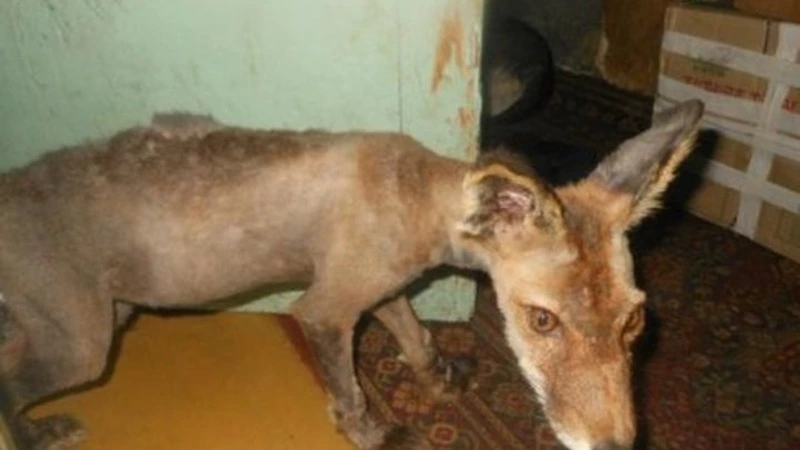 Тело супруга сахалинской зоозащитницы нашли рядом с вольером для животных