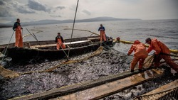 Рыбаки Сахалина добыли более 11 тысяч тонн лососевых в ходе летней путины-2023