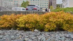 Городской парк Южно-Сахалинска украсят 28 тысяч цветов