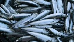 Купить мойву по низкой цене жители Сахалина смогут с началом путины