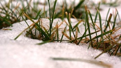 На Сахалине в июле ударили заморозки: побит 70-летний рекорд по температуре