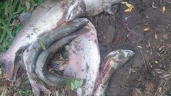 Жителей Долинска обвинили в незаконном вылове горбуши и заготовке икры