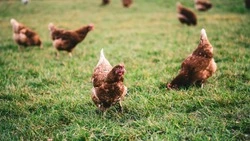 На птицефабрике «Пионерская» в Камчатском крае обнаружили высокопатогенный грипп птиц