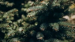 Россияне в 2023 году менее осознанно утилизировали елку в сравнении с 2020-м