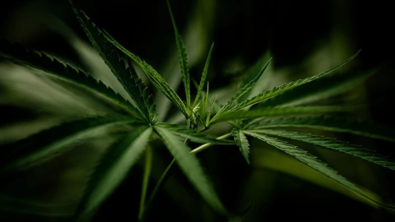 Житель Поронайска попал под следствие за хранение конопли