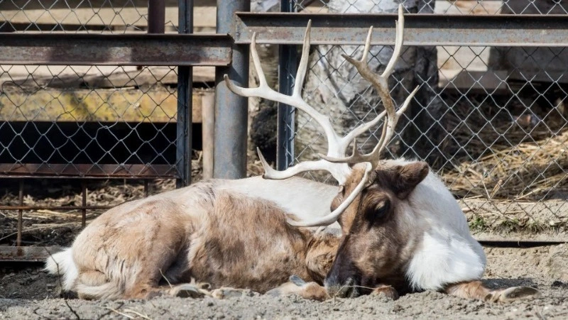Сафари, тайга и «мертвая голова»: сахалинский зооботанический парк приглашает на насыщенные выходные