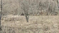 Медведь вышел к сельской дороге в Корсаковском районе 14 апреля