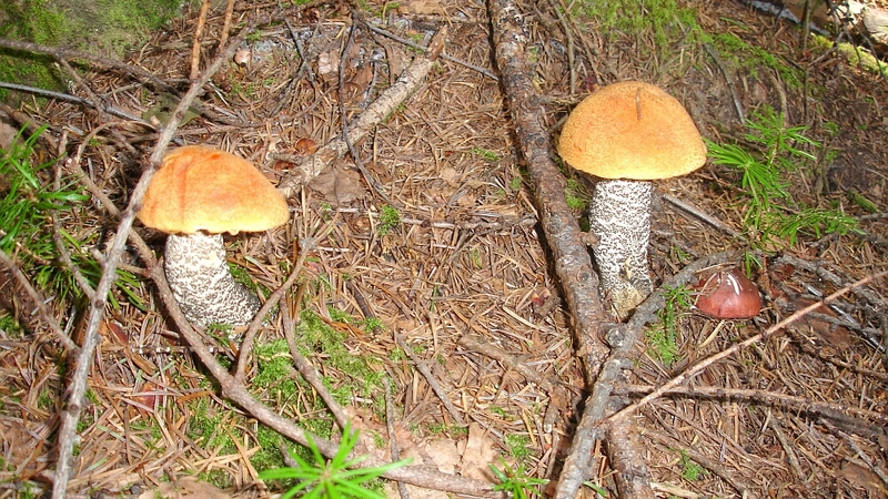 О невидимых соседях и тихой охоте