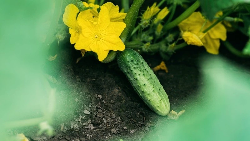 Церковный праздник 5 июня 2025: что нельзя делать в этот день, приметы