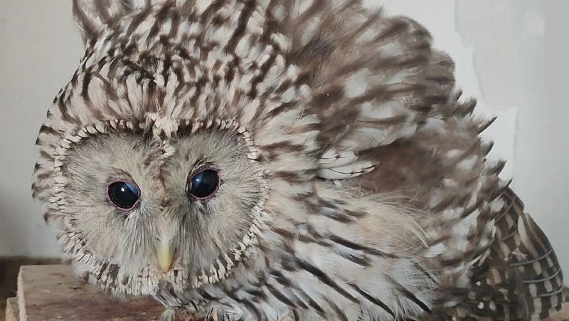 «Требуется перезагрузка»: фонд «Зеленый Сахалин» объяснил причины приостановки работы