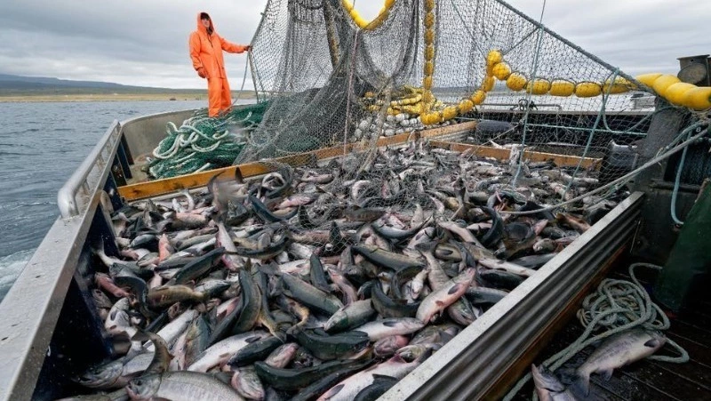 Рыбаки ждут подход горбуши на юге Сахалина 