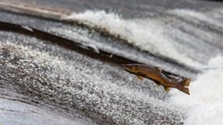 Экспорт рыбной продукции в КНР с Сахалина и Приморского края увеличился в 2,5 раза