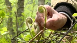 Сахалинские корейцы научили всех желающих готовить папоротник