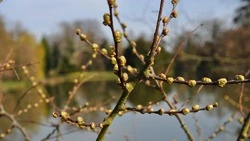 Тепло до +13 градусов с переменчивым ветром придет в Южно-Сахалинск 14 мая