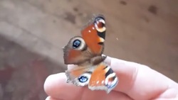 «А у меня уже лето»: сахалинец нашел дома живую бабочку