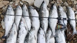 Сахалинский рыбак наловил симы в чистой реке, но где именно — не сказал