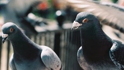 Россиянам грозит штраф за кормление голубей у дома