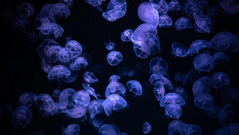 Мужчина рассказал о восстановлении после укусов медуз в Холмском районе 