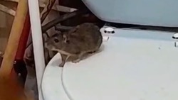  Жителей Охи встревожило вторжение крысы в квартиру через унитаз