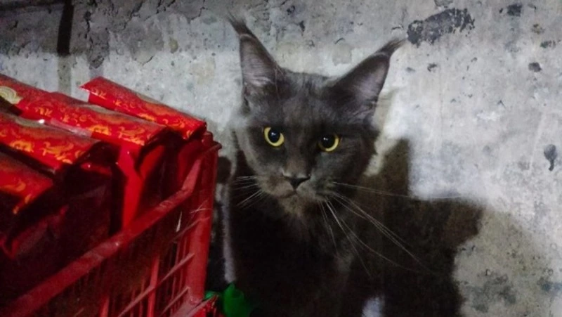 Истощенного и примерзшего ко льду мейн-куна спасли в Поронайском районе