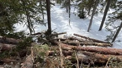 Более 91 млн рублей выплатит сахалинская компания за уничтожение деревьев и порчу почв