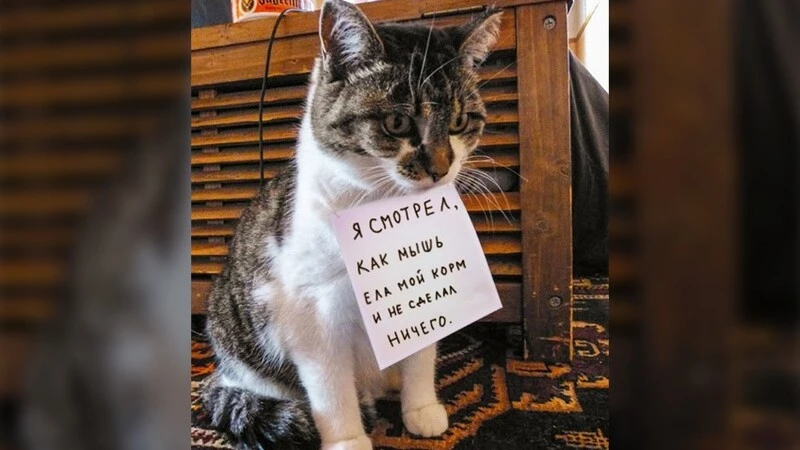 ТОП-8 странных краж сахалинцев