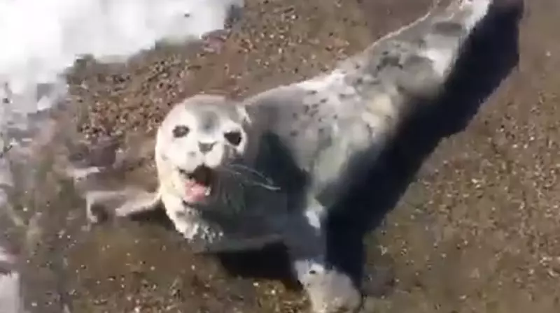 Рыбаки напугали малыша нерпы в Углегорском районе