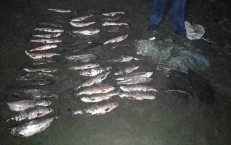 Троих браконьеров с грузом горбуши задержали в Макаровском районе