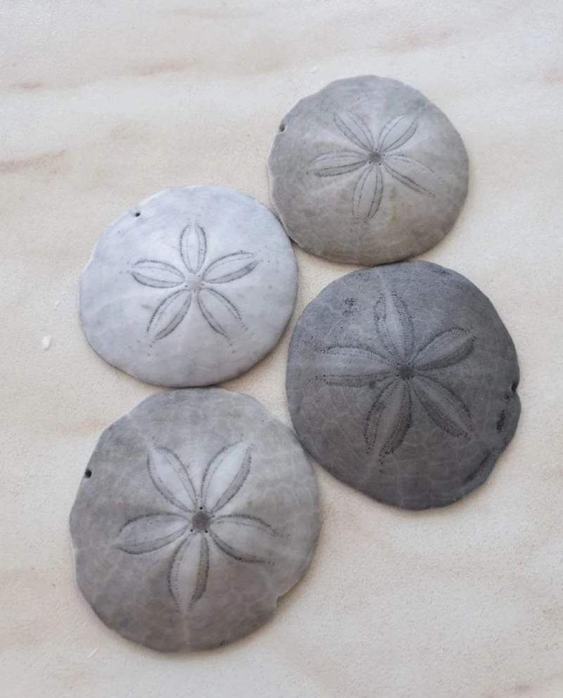 На Курилах собрали плоских морских ежей с необычным рисунком 