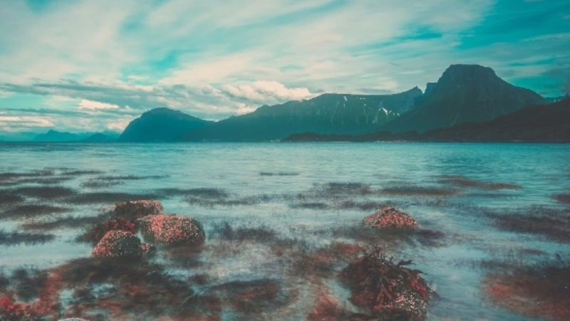 Владимир Путин оценил подводный мир на Курилах