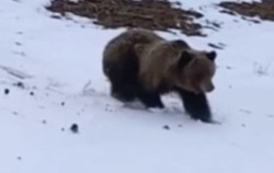 Медведь вышел из леса к людям на севере Сахалина 