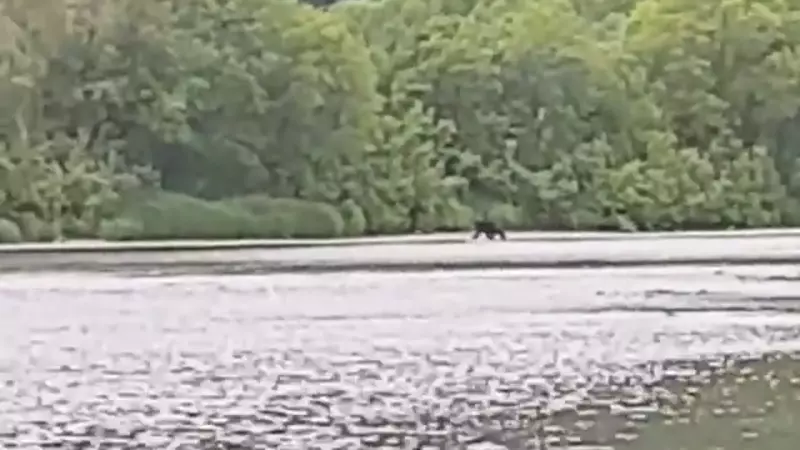 Взрослого медведя заметили рядом с детским лагерем на юге Сахалина