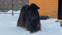 Як из зоопарка Южно-Сахалинска обрадовался приходу снежного сезона