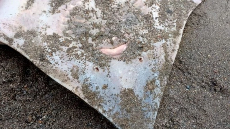 Ската выбросило на берег в Анивском районе