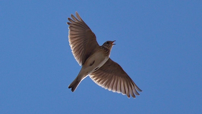 Жаворонки, бакланы и скворцы: на Курилы вернулись перелетные птицы