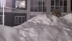 Лисица вышла к людям в разгар новогодних каникул на юге Сахалина