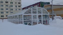Школьники из Быкова создали «Кладовую знаний» с растениями