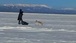 Сахалинцы показали, как собака помогает рыбакам 