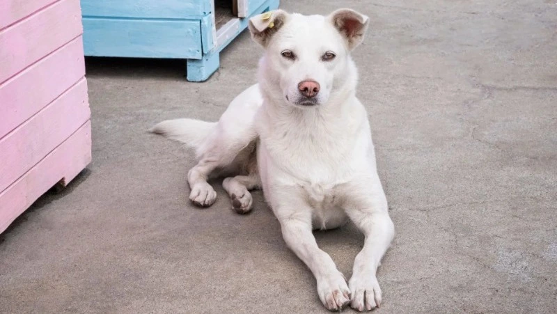Жалость во вред: сахалинцам объяснили, почему подкормка бездомных животных приводит к трагедиям