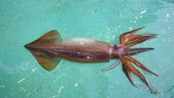 Ученые СахНИРО уточнили запасы командорского кальмара в Северо-Курильской зоне